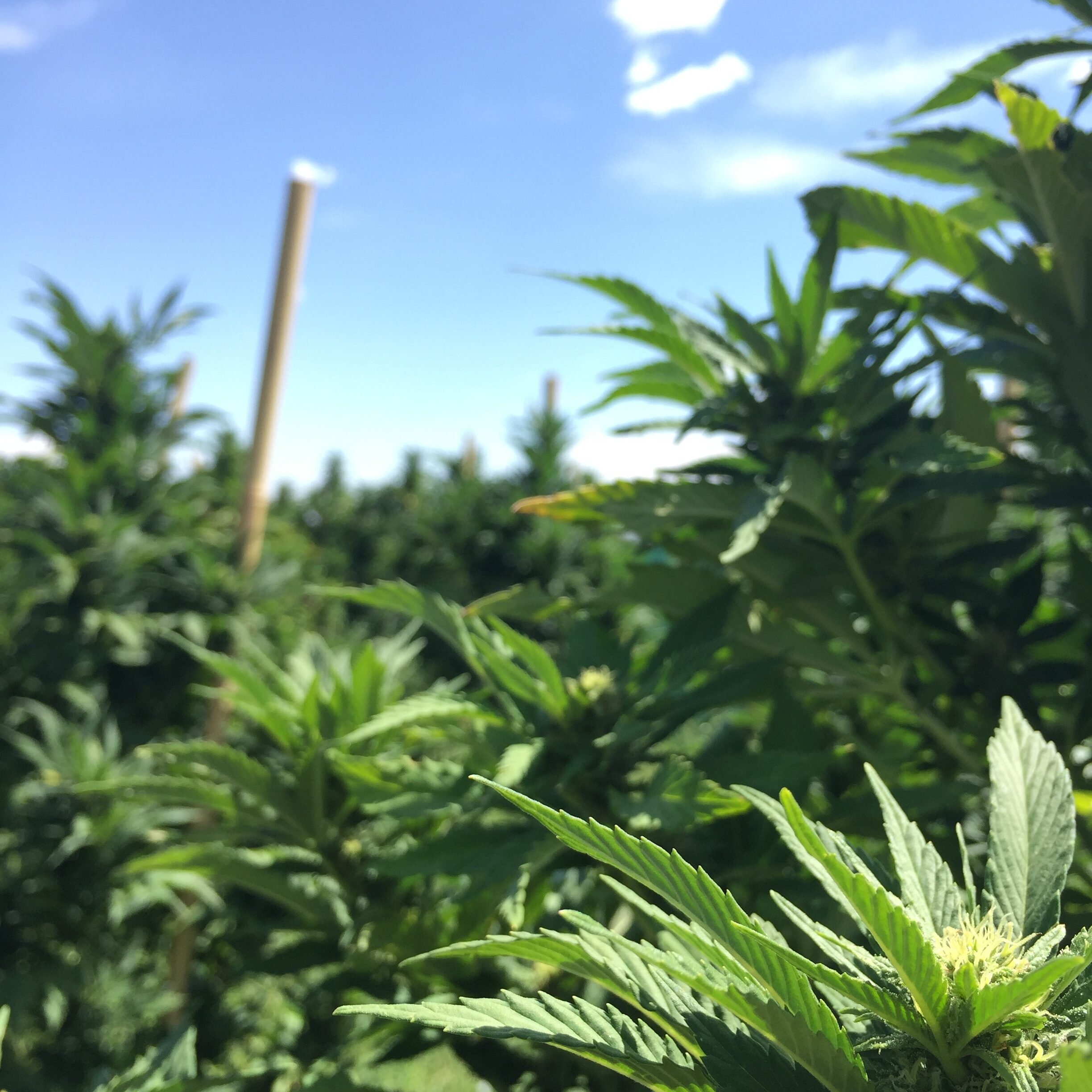 What is Full Spectrum CBD?
